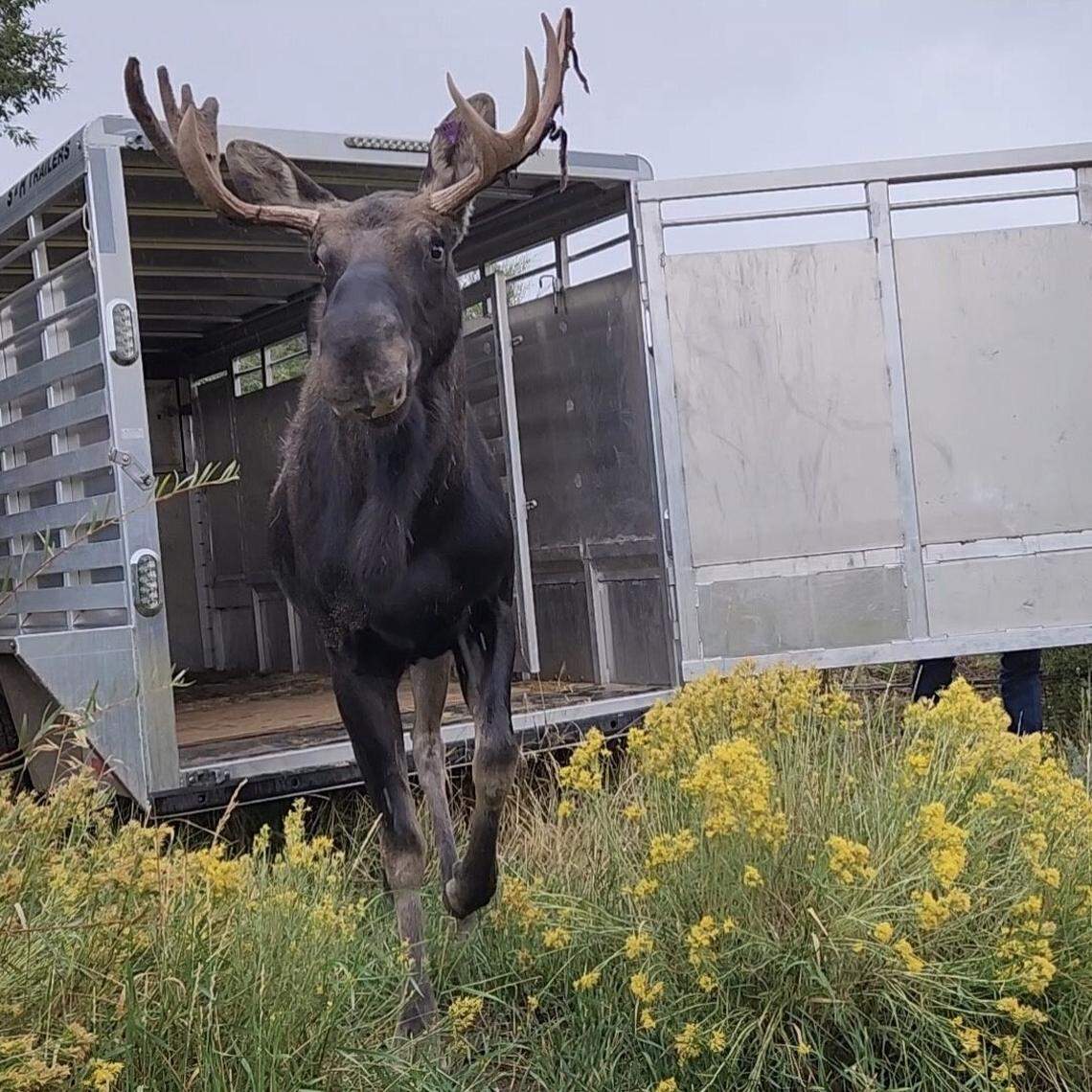 The moose looks relieved to be out of the trailer. “He’s smiling,” someone wrote on Facebook.