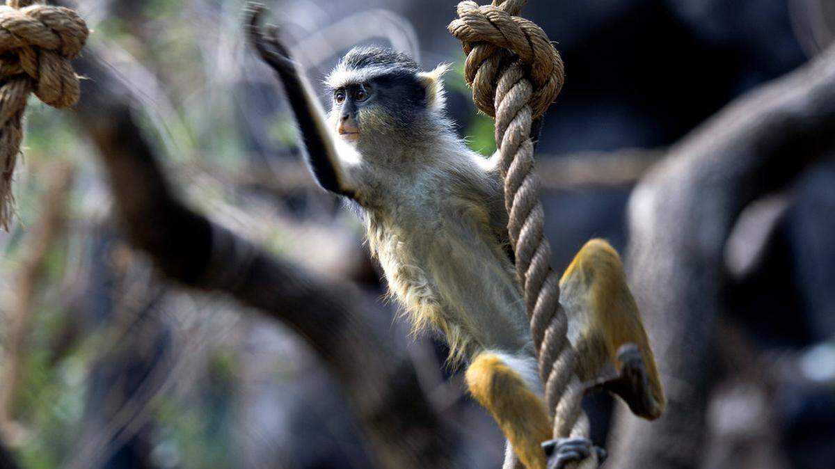 FILE -- Zuri, a Wolf’s guenon monkey, swings on a rope at the Sacramento Zoo in 2014. Rori, a 1-year-old Wolf’s guenon, died at the zoo in January 2019, according to a blog post. Zuri, born 2013, is one of three remaining guenons at the zoo.