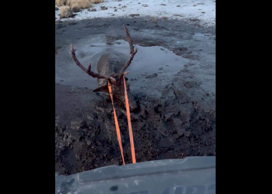 Wildlife officials attached straps to the elk’s antlers in order to drag him out with an ATV