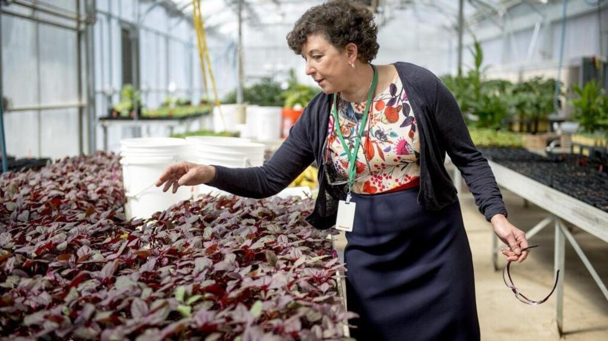 Pam Marrone, founder and CEO of Marrone Bio Innovations, examines plants at the company’s greenhouse in Davis.