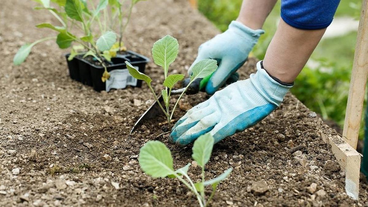 A gardener plants broccoli seedlings. Broccoli is ready to go in the ground for harvesting in cooler weather.