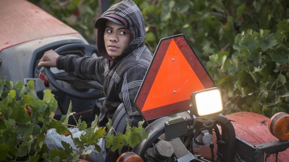 Celso Alvarado, 20, keeps an eye on a grape harvester as he drives a tractor pulling a gondola where grapes are collected on Thursday, August 24, 2017 in Clements.