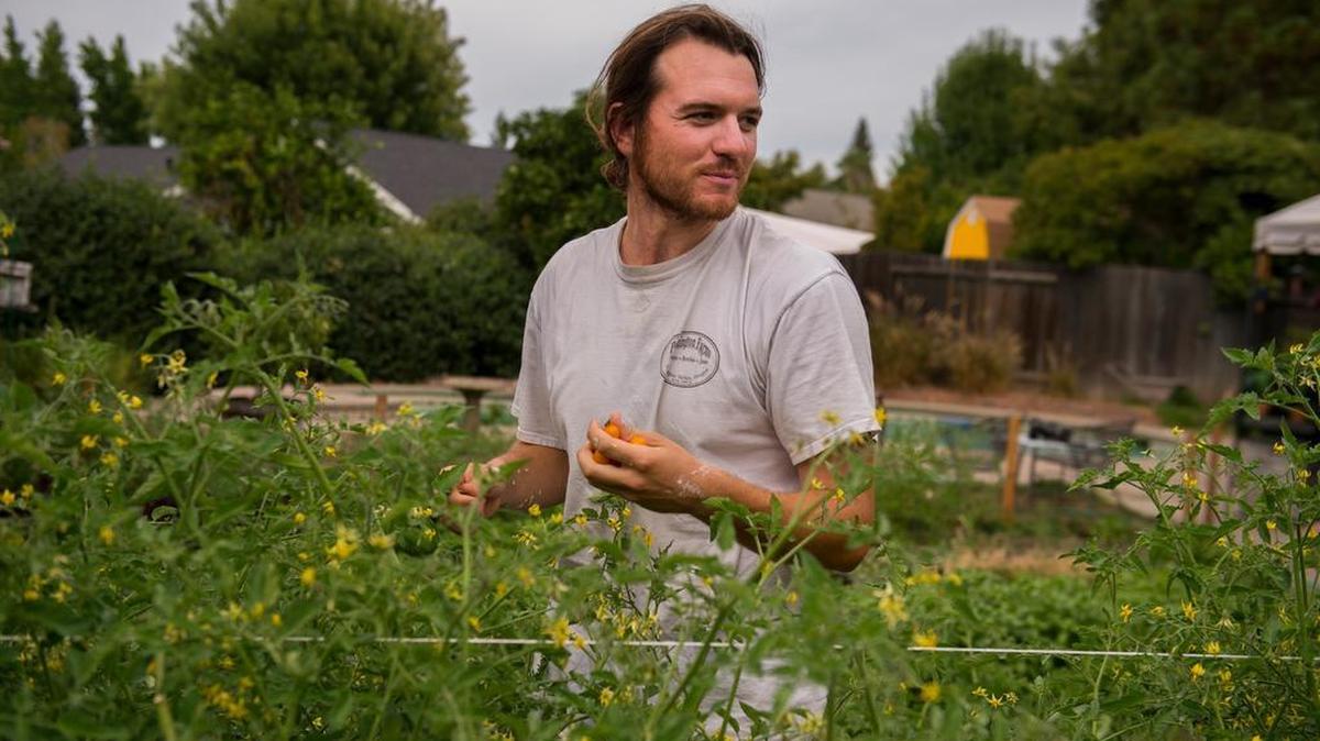 
Tyler Stowers, 29, picks tomatoes from plants in the backyard of his parents’ home. Stowers, a UC Berkeley graduate with a liberal arts degree, enters the farming field with school loan debt, making it difficult to get his career in farming off the ground.

