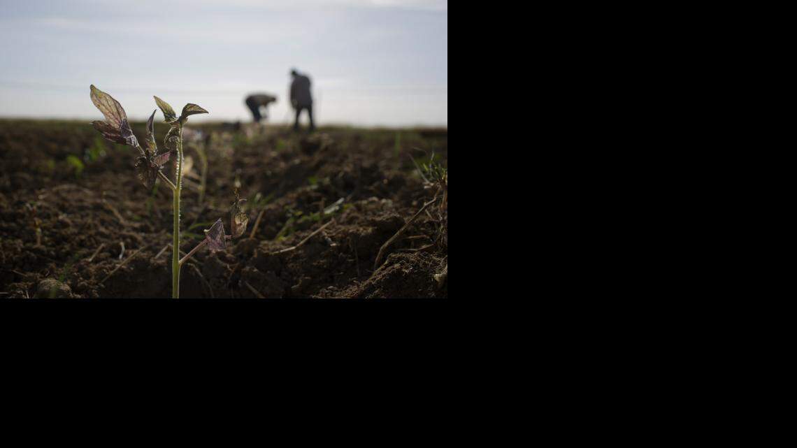 
In this May 2, 2014 photo, farmworkers plant tomatoes in Yuba City.

