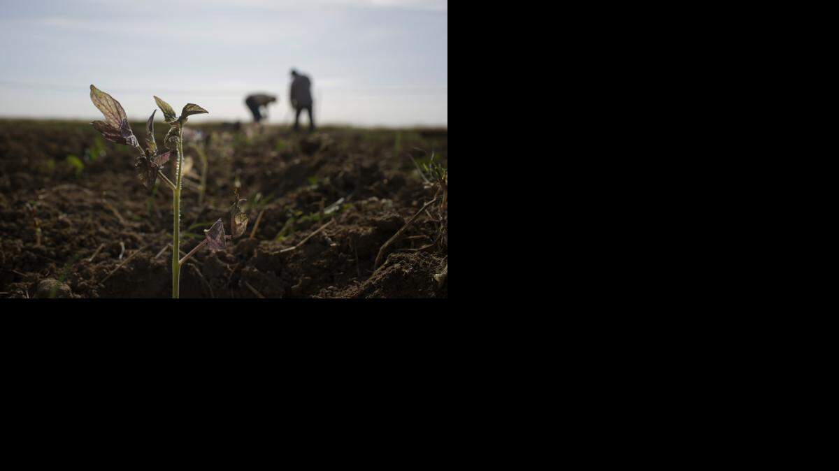 
In this May 2, 2014 photo, farmworkers plant tomatoes in Yuba City.
