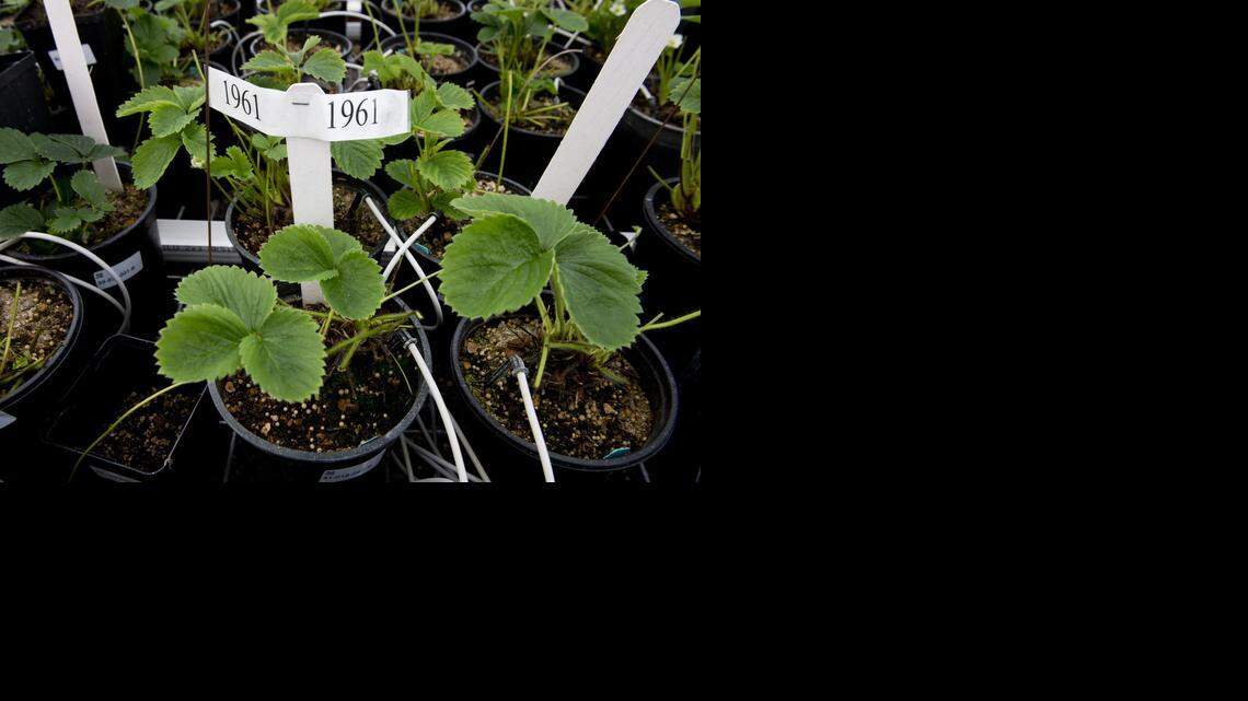
The UC Davis greenhouse holds 1,500 strawberry plants grown from the 1930s through today. For decades, UC Davis has been the center of the strawberry world, home to a world-renowned plant-breeding program that has spun out countless varieties of berries. The university says 87 percent of all strawberries grown in North America come from varieties developed in Davis’ labs. Now the campus is at the heart of a complicated tug of war between the university, its two star plant breeders and the strawberry industry itself. The conflict is being played out in the courts and in the Legislature and raises questions about the relationship between a public university and private industry.
