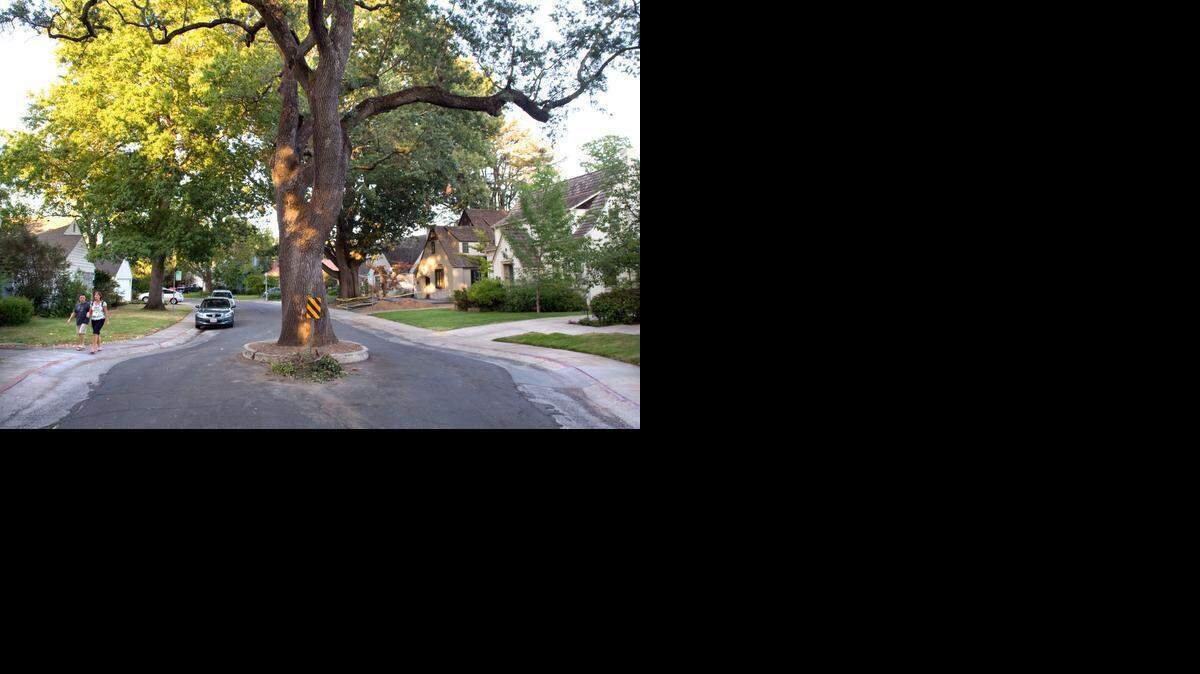 
A large oak tree dominates the street on the 2200 block of Markham Way in Curtis Park on Friday, August, 6, 2010.
