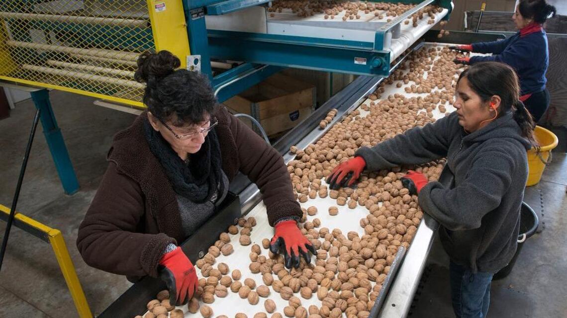 California walnut growers invest heavily to get their crop on your plate