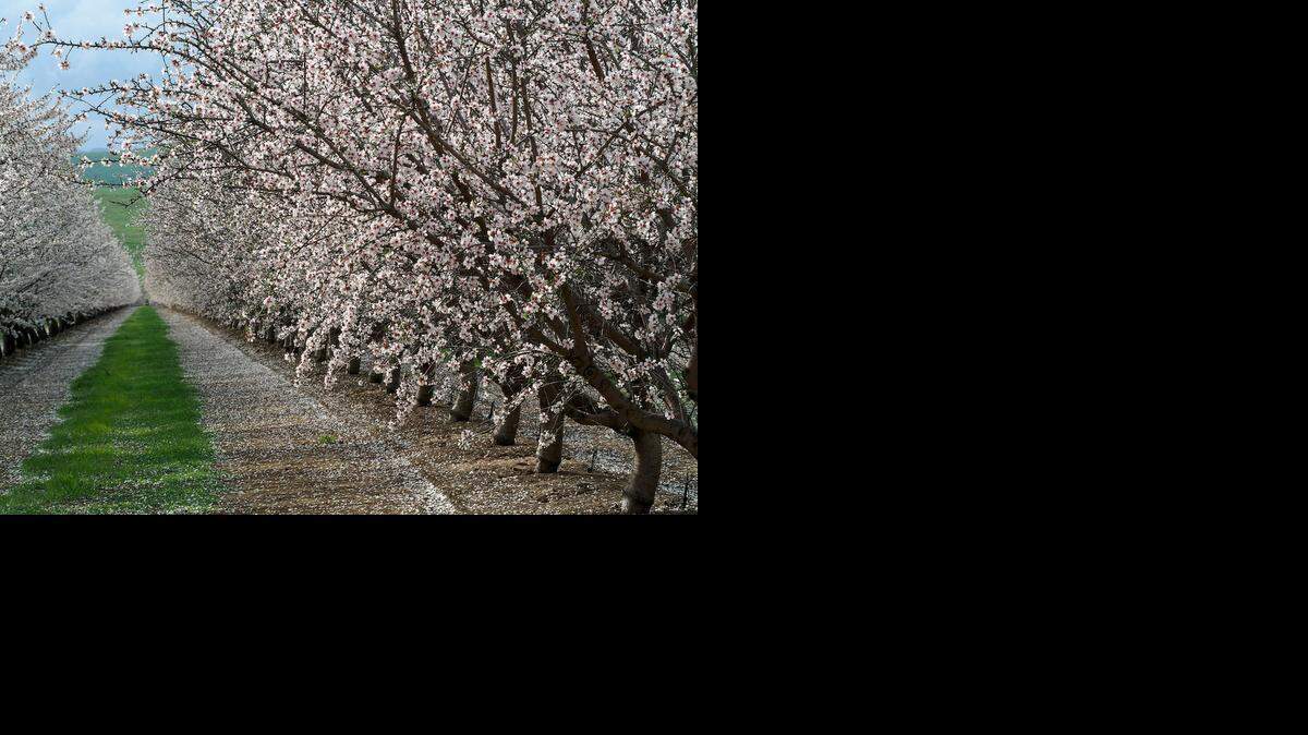 
An almond orchard is in full bloom along Ward Road in Patterson on the west side of Stanislaus County in March 2013.
