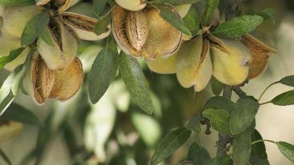 
Almonds are the state’s leading agricultural export, but Blue Diamond forecasts the 2015 crop at about 94 percent of the 2014 supply.
