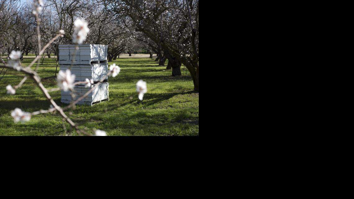 
Almond trees bloom and bees pollinate the crop in and around Modesto in February.
