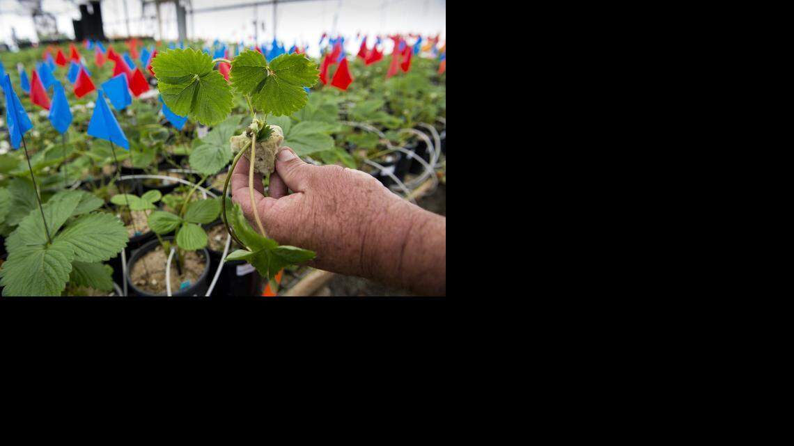 
A strawberry plant grows in a UC Davis greenhouse, the offspring of one of the 1,500 strawberry cultivar mother plants on campus.
