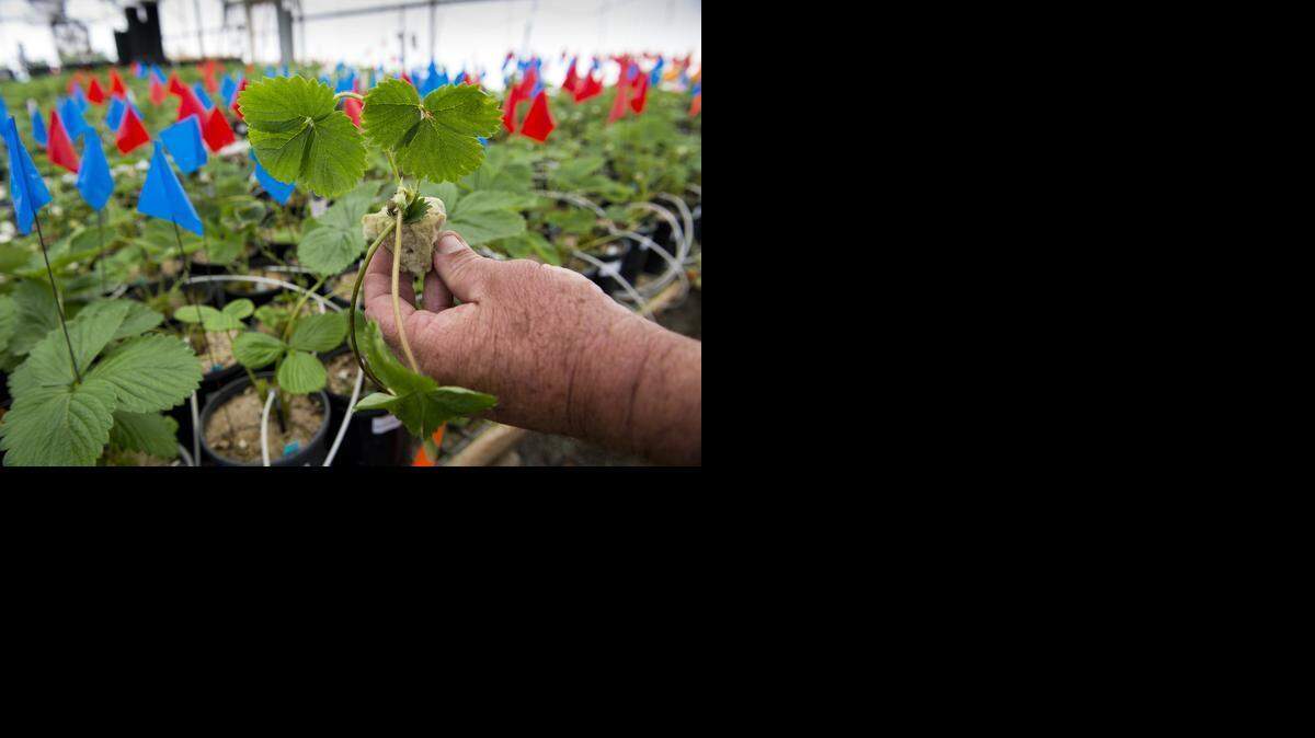 
A strawberry plant grows in a UC Davis greenhouse, the offspring of one of the 1,500 strawberry cultivar mother plants on campus.
