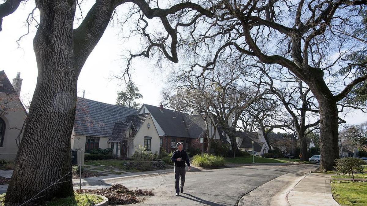 Wildlife biologist Dan Airola walks down Markham Way looking for migratory birds under a canopy of native oaks in the Curtis Park neighborhood in Sacramento on Thursday January 11, 2018.