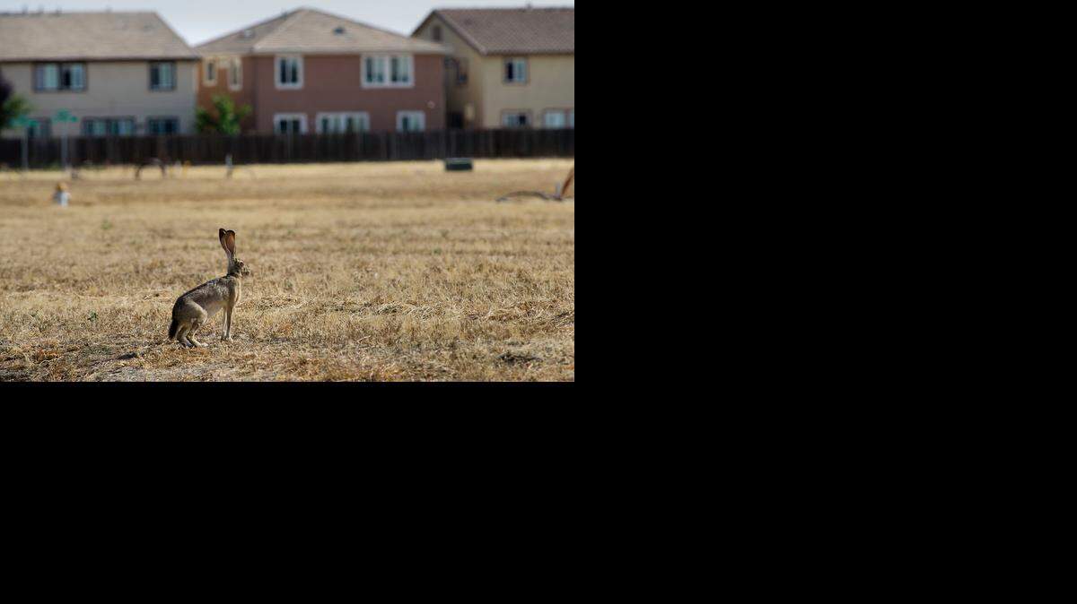 
The Sacramento City Council Tuesday night is expected to vote to allow 1,500 new residences a year in North Natomas, putting an end to a six-year flood related building moratorium.
