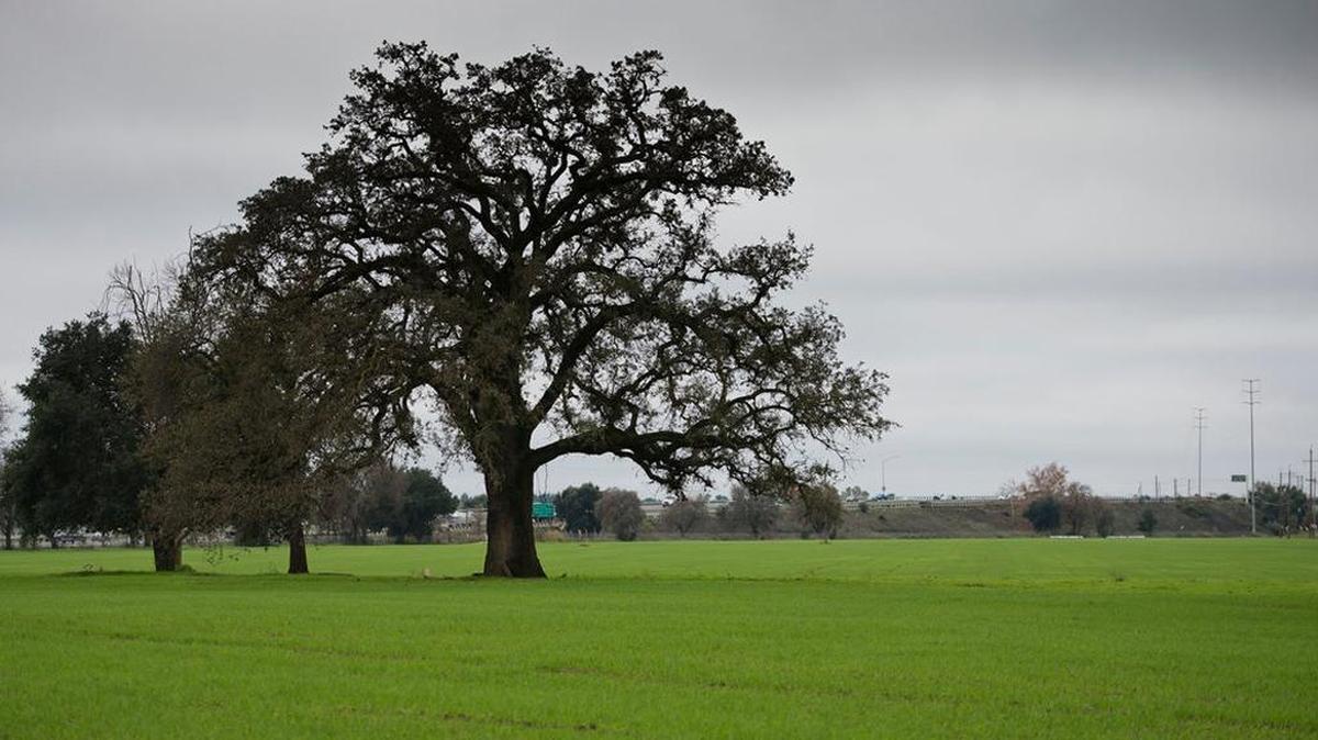 A group has sued Davis to stop development on the Nishi Gateway site near I-80 and downtown.