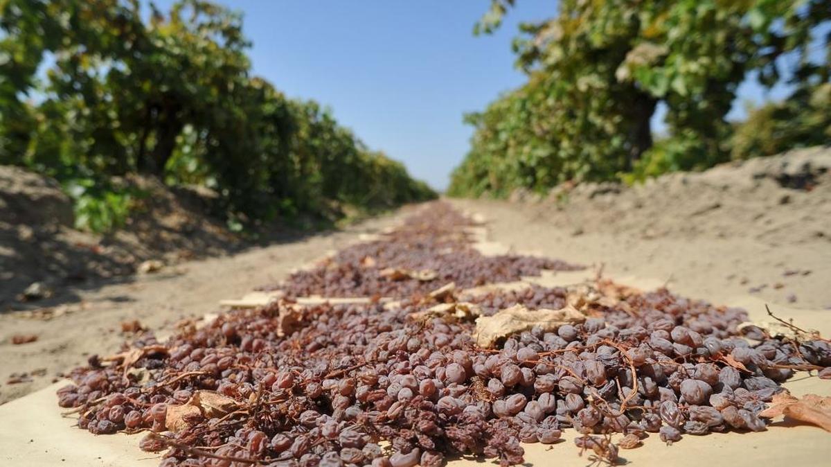 
Grapes turn into raisins by soaking up the sunlight in Fowler.
