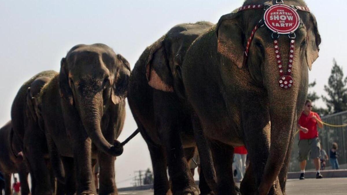 Ringling Bros. Barnum & Bailey workers walk elephants over the railroad tracks on the overpass on Del Paso Boulevard near Main Street in Natomas in 2007.