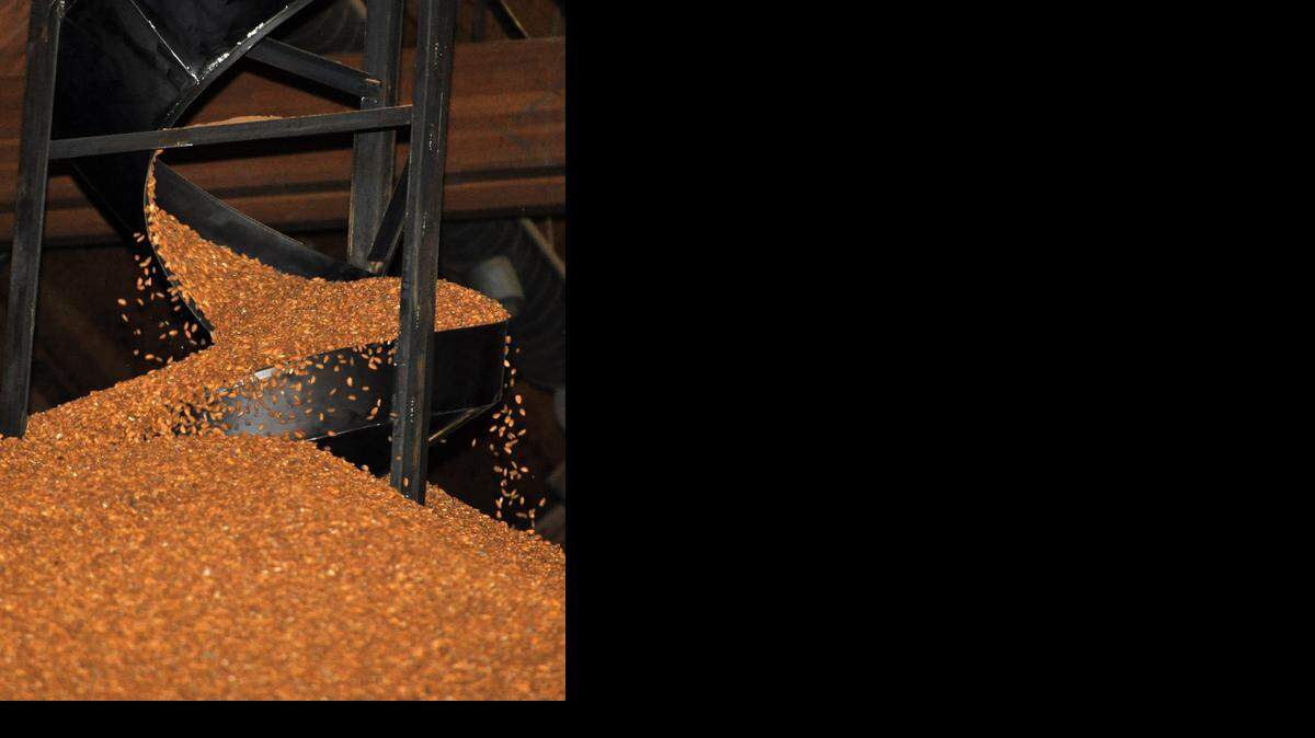 
Almonds cascade down a chute at Blue Diamond Growers’ bulk warehouse in Salida in 2010. 
