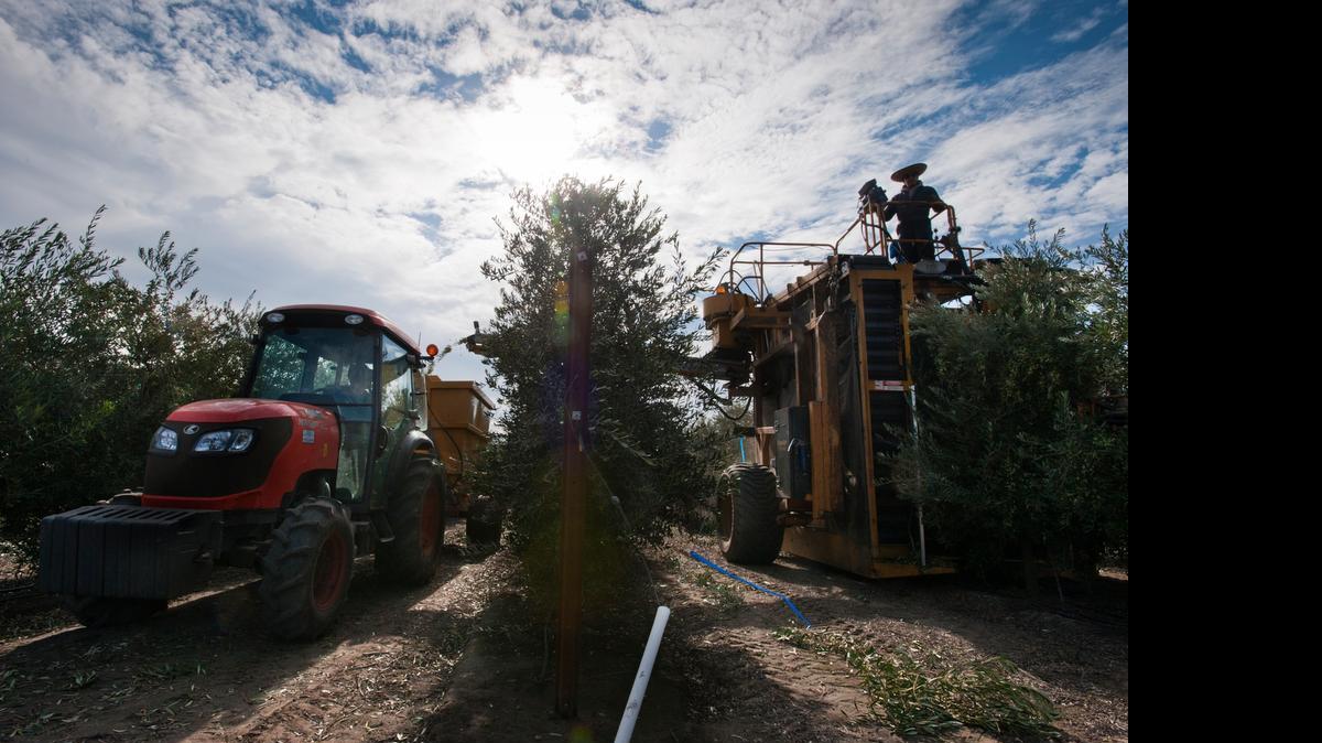 
Growers were ordered to pay a total of $685,000 to farmworkers who labored in orchards and vineyards in the Sacramento-San Joaquin Delta.
