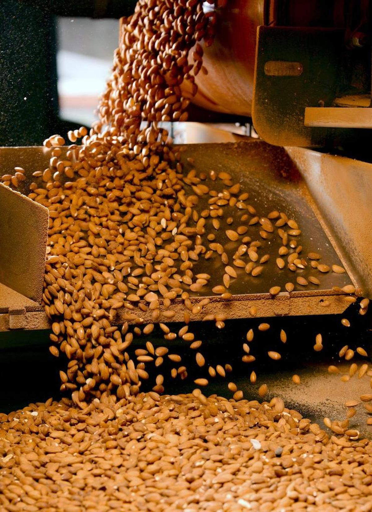 Almonds come out of a machine at Blue Diamond Growers.