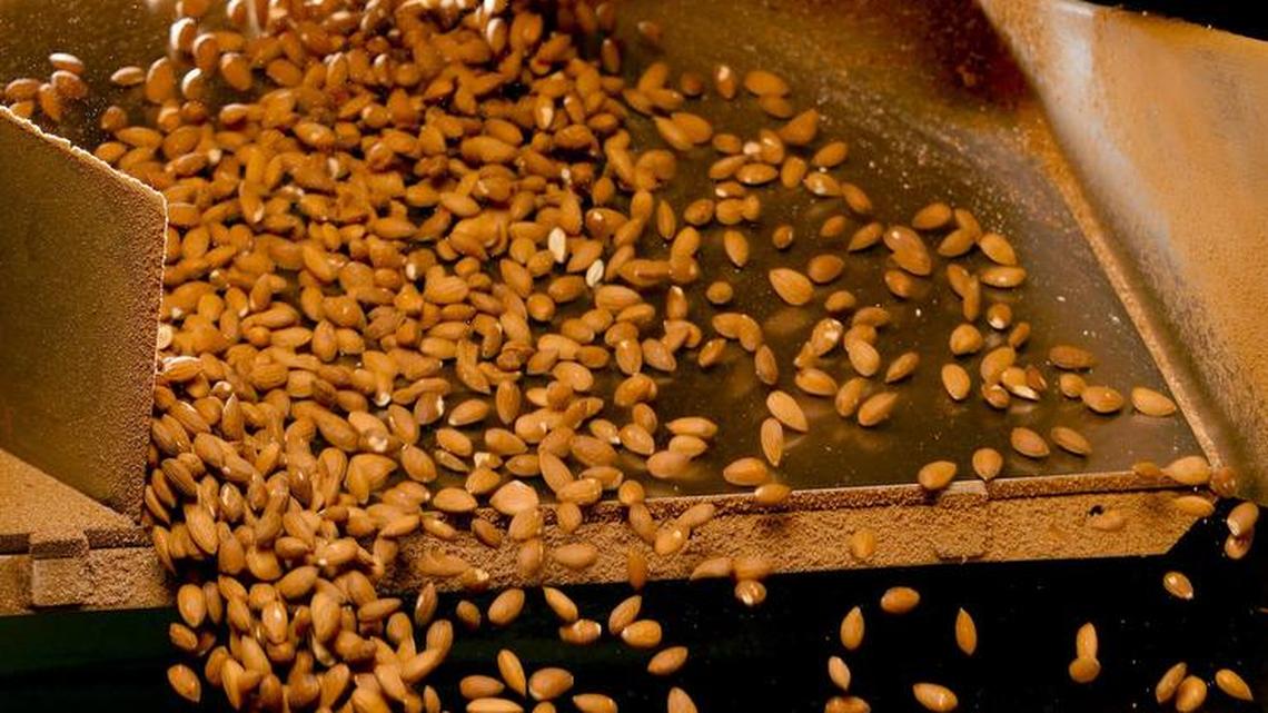 Almonds come out of a machine at Blue Diamond Growers.