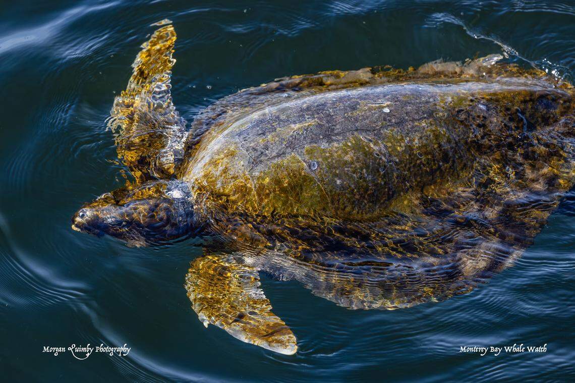 A sea turtle was spotted while a group was whale watching in California, the company said.
