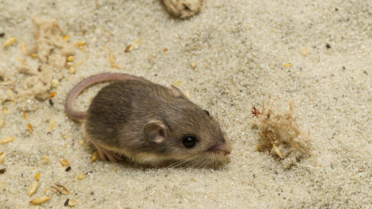 The endangered Pacific pocket mouse has been the subject of a 12-year breeding and reintroduction project to help save the species.