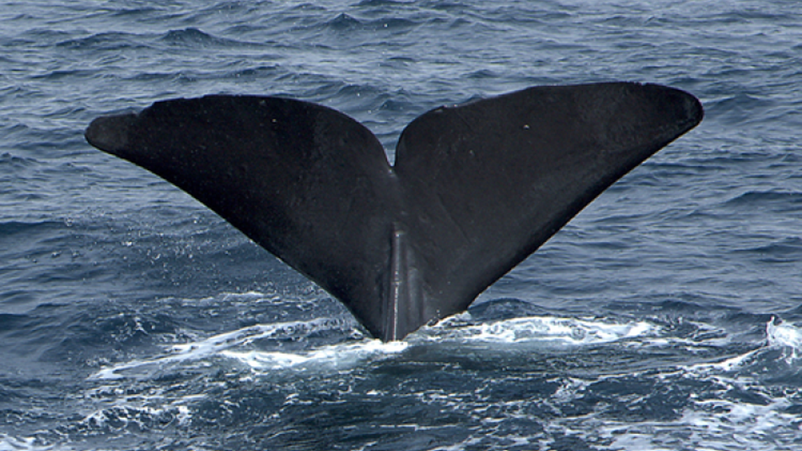 Due to their endangered status and long deep dives for food, sperm whales are exceptionally rare to see off California.