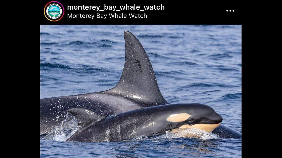 Two baby orcas were seen practicing their hunting skills on a bird in California, a whale watching group said.