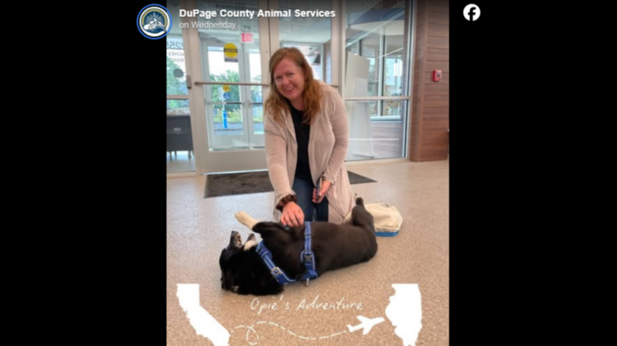 A dog was reunited with his owner after being found 2,000 miles away from his California home, an Illinois shelter said.