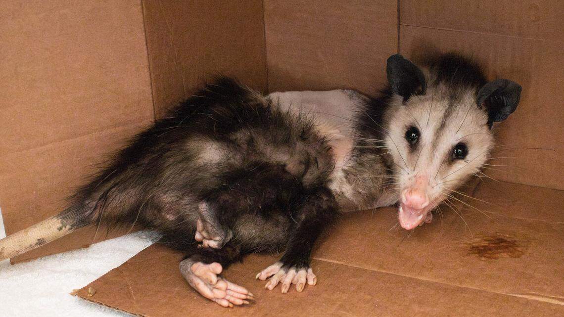 An opossum mom was carrying her babies when she was hit with an arrow in Pasadena, California. The arrow was removed, and she’s recovering.