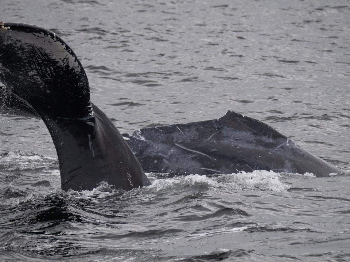 A baby humpback whale was spotted off the coast of California with its mama.