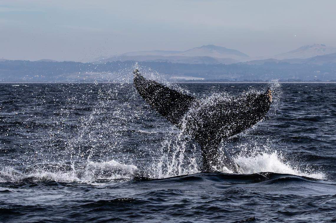 A group of humpback whales were spotted in California, onlookers said.