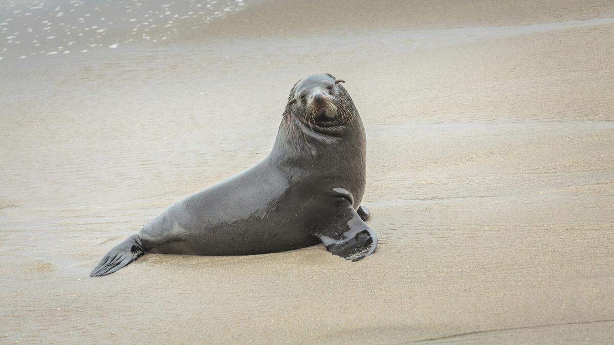 A man is going to prison after pleading guilty in the attack of a sea lion (not the one pictured), California officials said.
