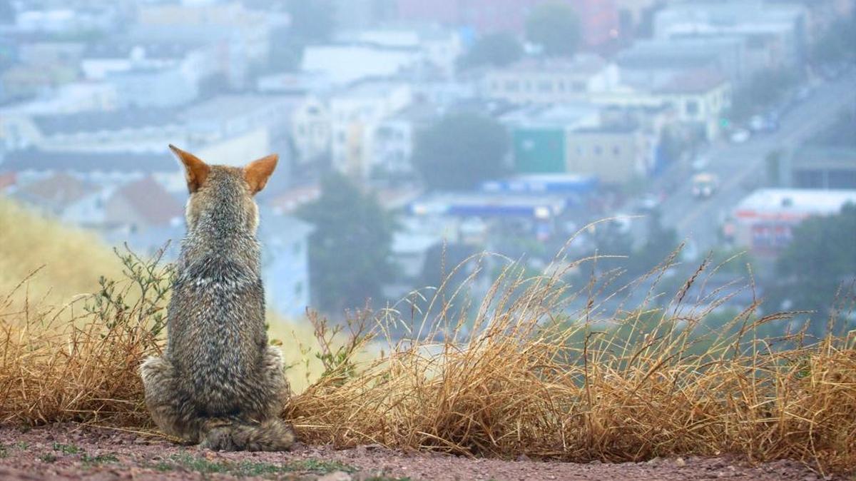 A coyote looks out from one of the many hilly parks overlooking San Francisco on June 1. Janet Kessler has spent up to six hours a day the past decade watching and photographing coyotes in San Francisco’s parks, where the species is so entrenched that people in many neighborhoods refer to them by name. She runs a website, Coyote Yipps.
