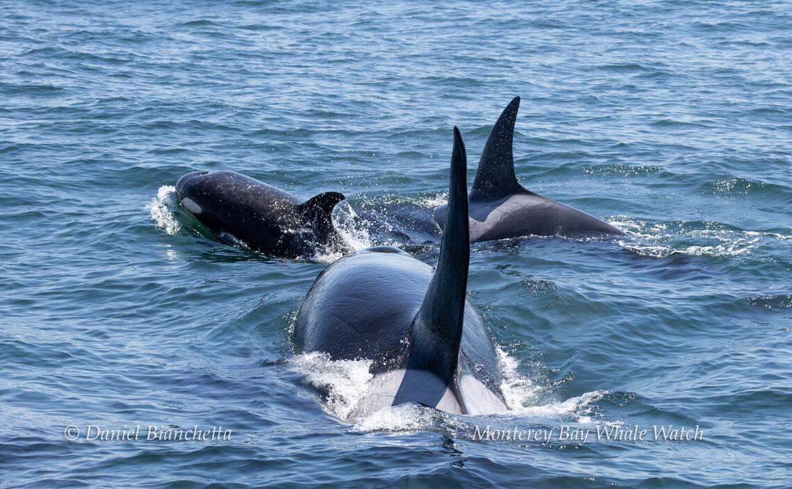Killer whale sightings are unusual at this time of year, Monterey Bay Whale Watch said.