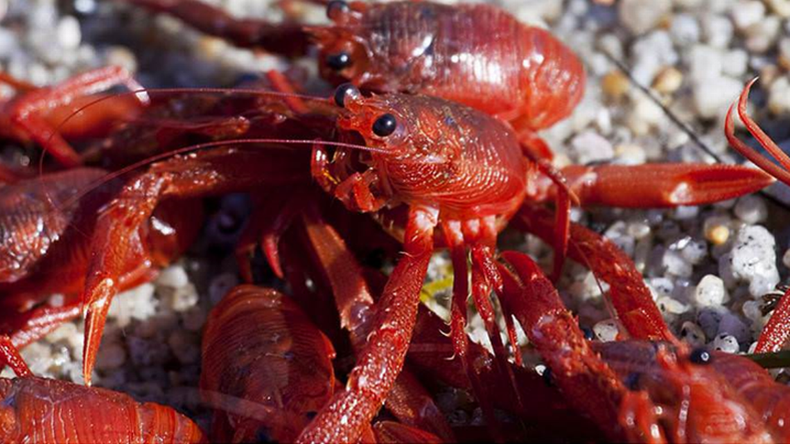 The tuna crab wave has been happening with more frequency in recent years, experts say.