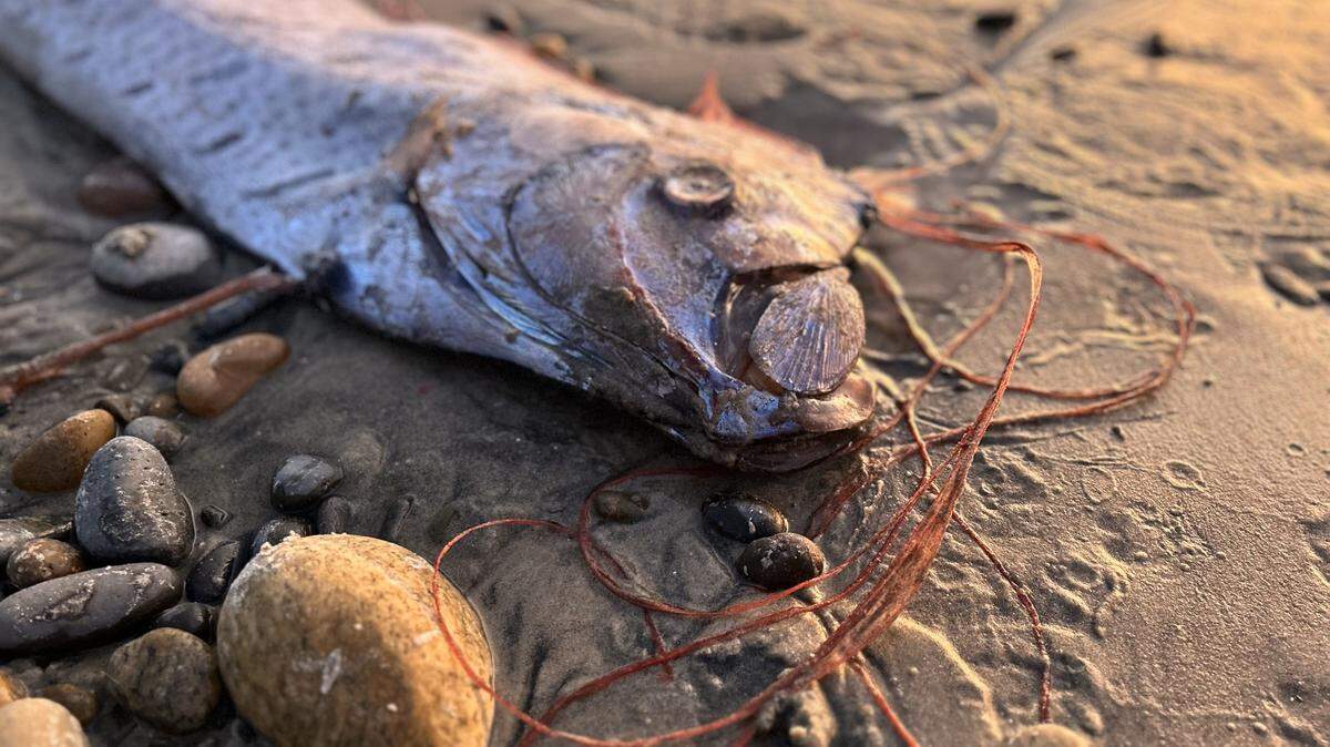 Some believe seeing an oarfish is a sign for a disaster. The ribbon-like fish have silver coloring, red spines and big eyes.