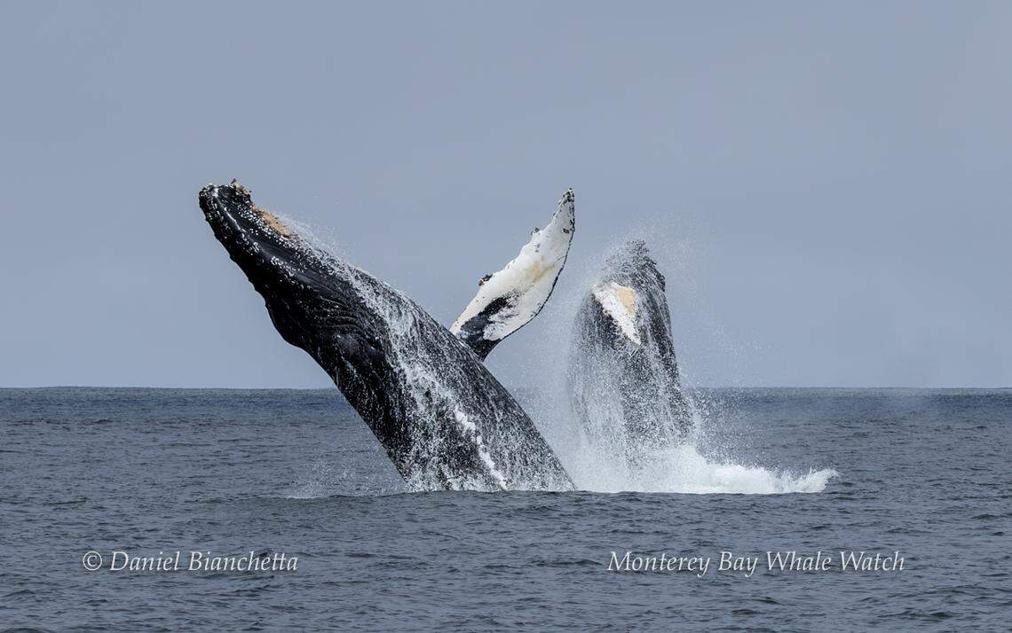 A humpback whale was spotted breaching with her baby off the coast of California.