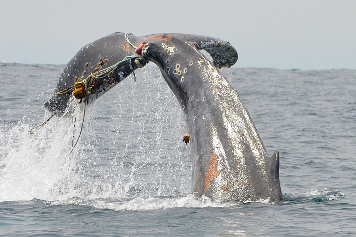 Entanglements are dangerous for whales like this one, experts say.