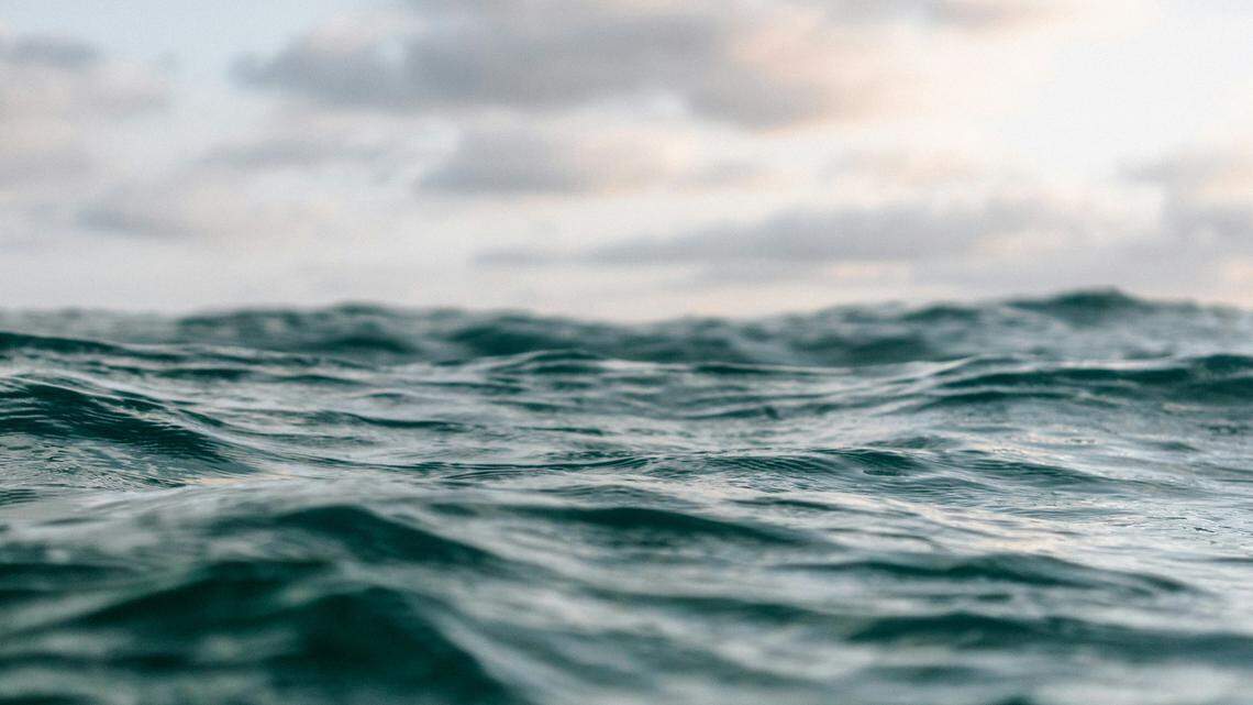 The animal the group spotted last weekend is from the largest species to ever inhabit Earth.