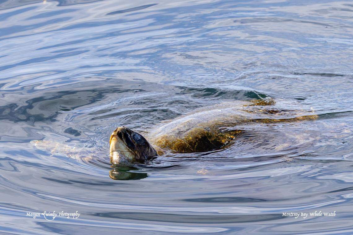 Viewers saw a “rare” sea creature off the coast of California, the group said.