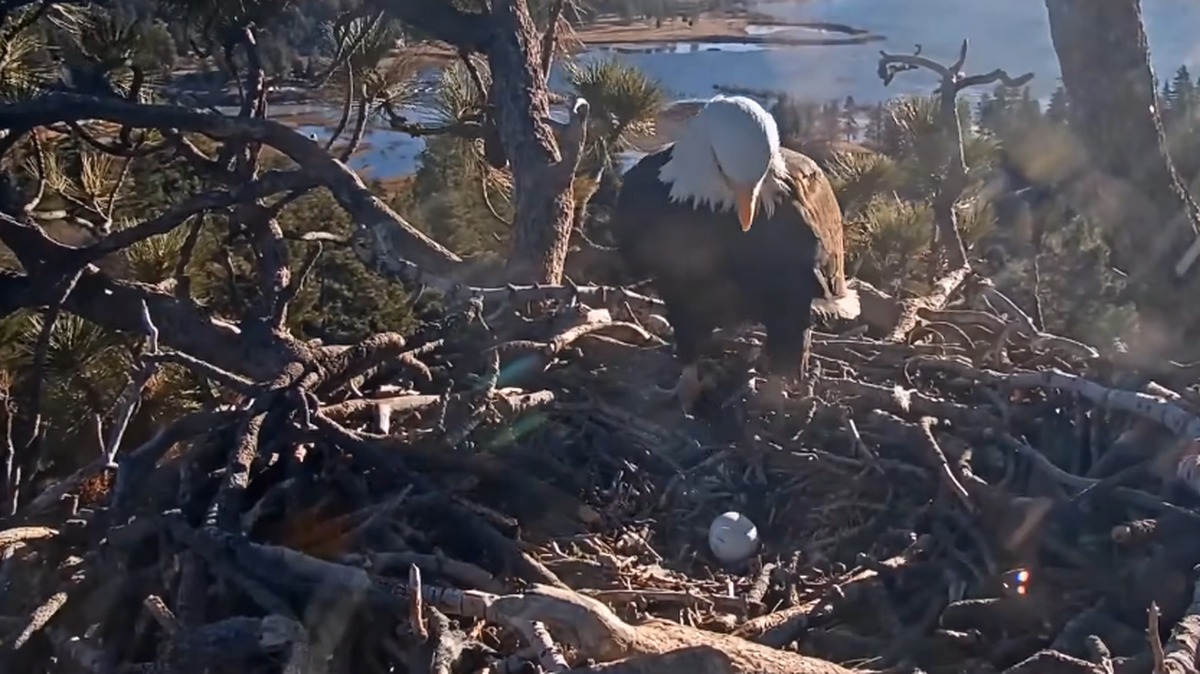 Shadow is seen looking at the egg on Jan. 23.