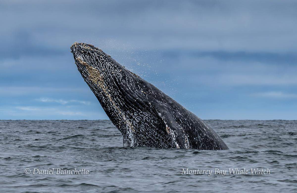 A humpback whale was seen breaching off the coast of California, boaters said.