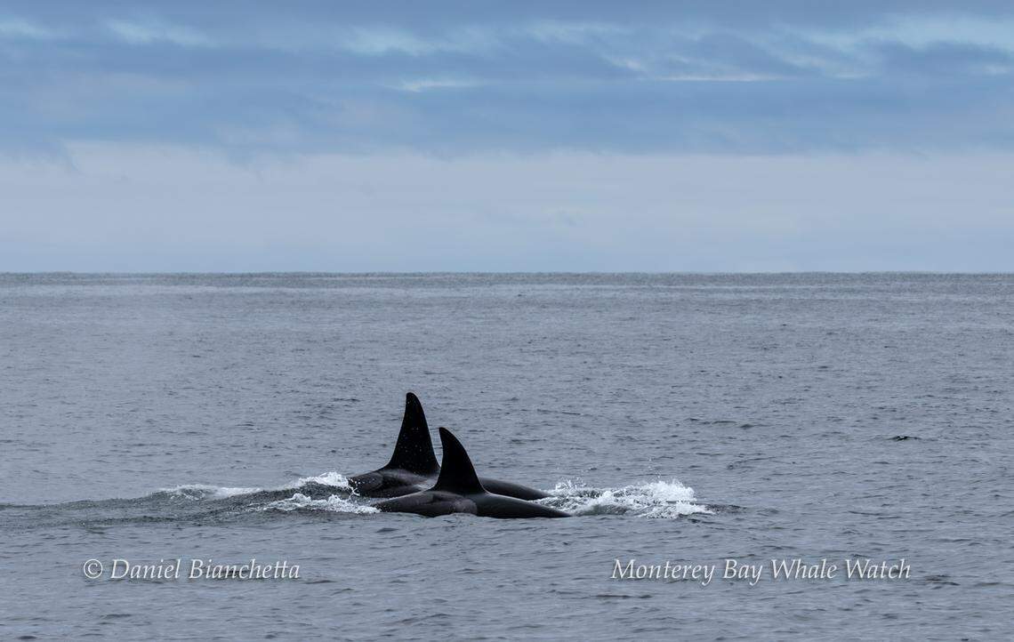 A mama killer whale and her offspring were spotted off the coast of California, boaters said.