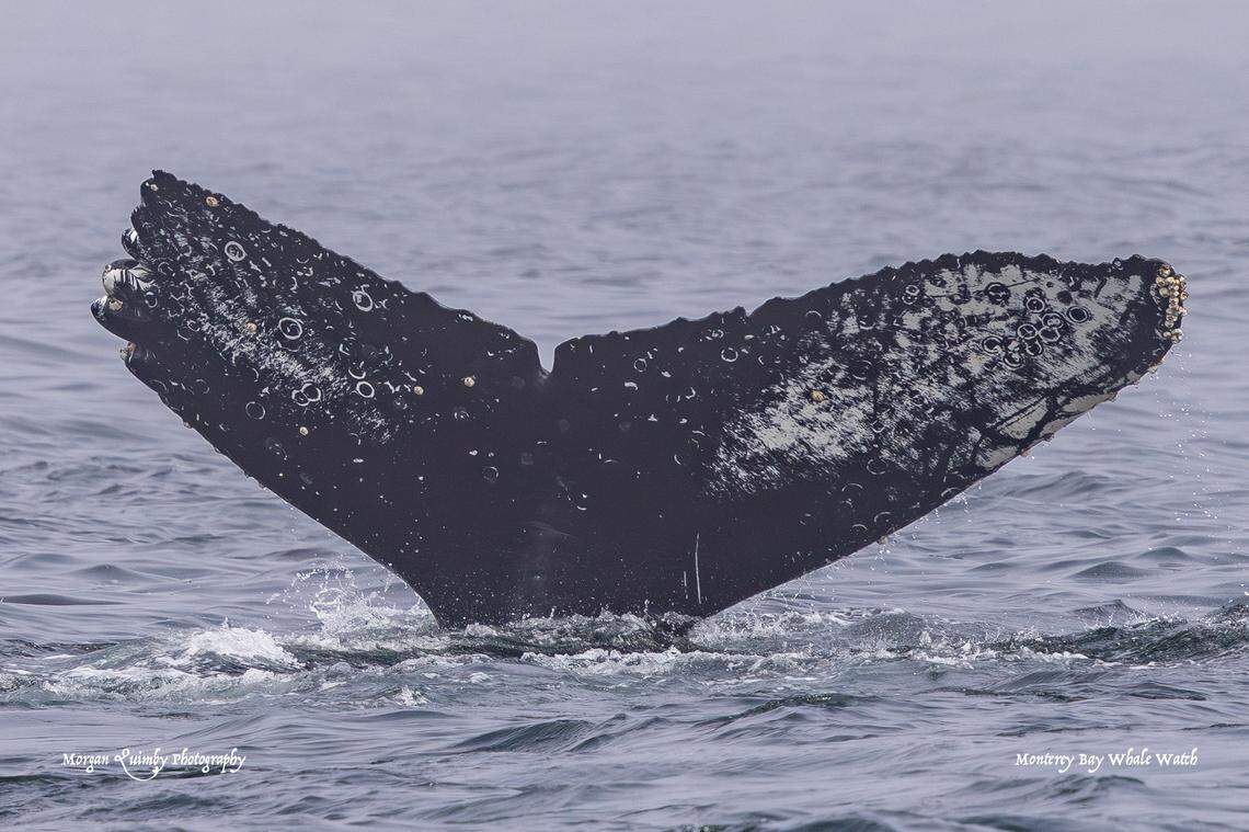 Fingers, a “well known” humpback whale was spotted off the California coast.