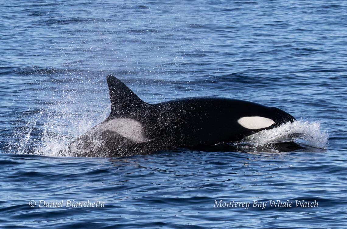 A pod of killer whales was seen hunting in California, a whale watching company said.