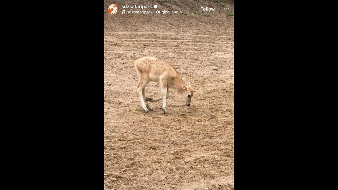A “leggy little” was welcomed by a zoo, California zookeepers said.
