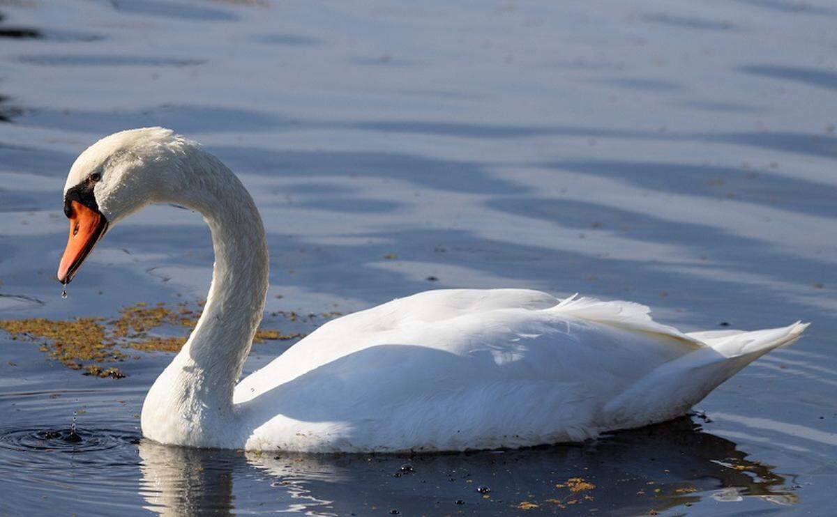 A mute swan at Mather Regional Park in Sacramento County, California on Nov. 8, 2021.
